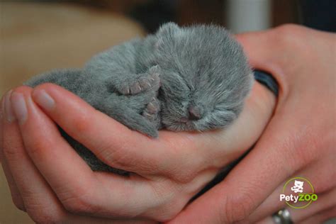 Gatos recién nacidos sin pelo: causas, cuidados y consejos